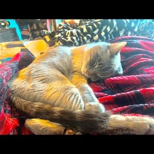 Meet your Posher, Abigail